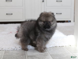 Pomeranian dogs - Ad 24