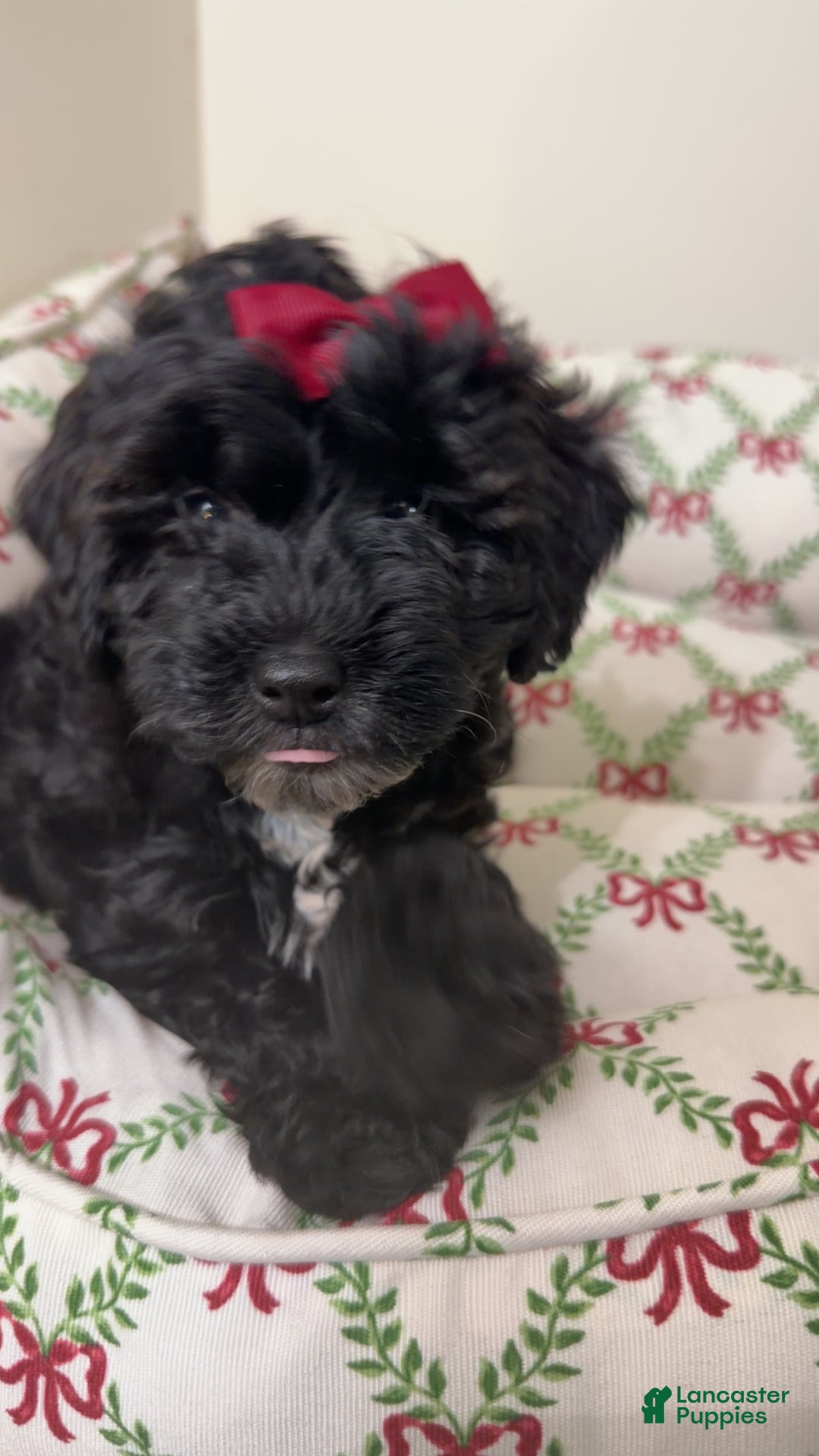 Maltipoo dogs for sale: Sage  - Ad 2