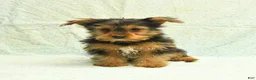 Yorkshire Terrier dogs for sale: Harry - Ad 2