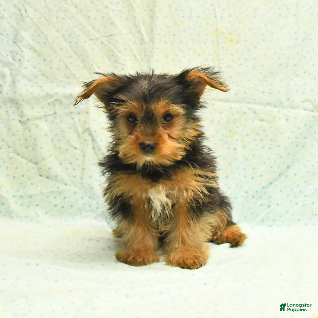 Yorkshire Terrier dogs for sale: Harry - Ad 2