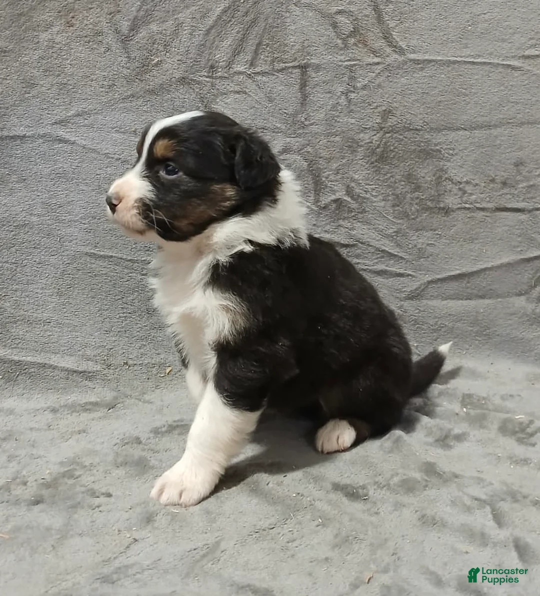 Australian Shepherd dogs for sale: Flynn - Ad 10