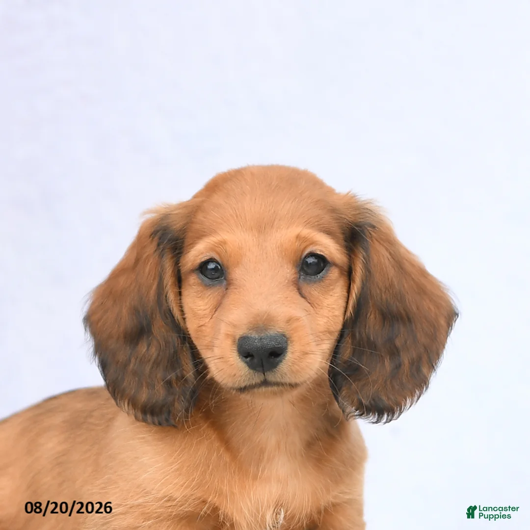Miniature Dachshund dogs for sale: Hickory - Ad 5