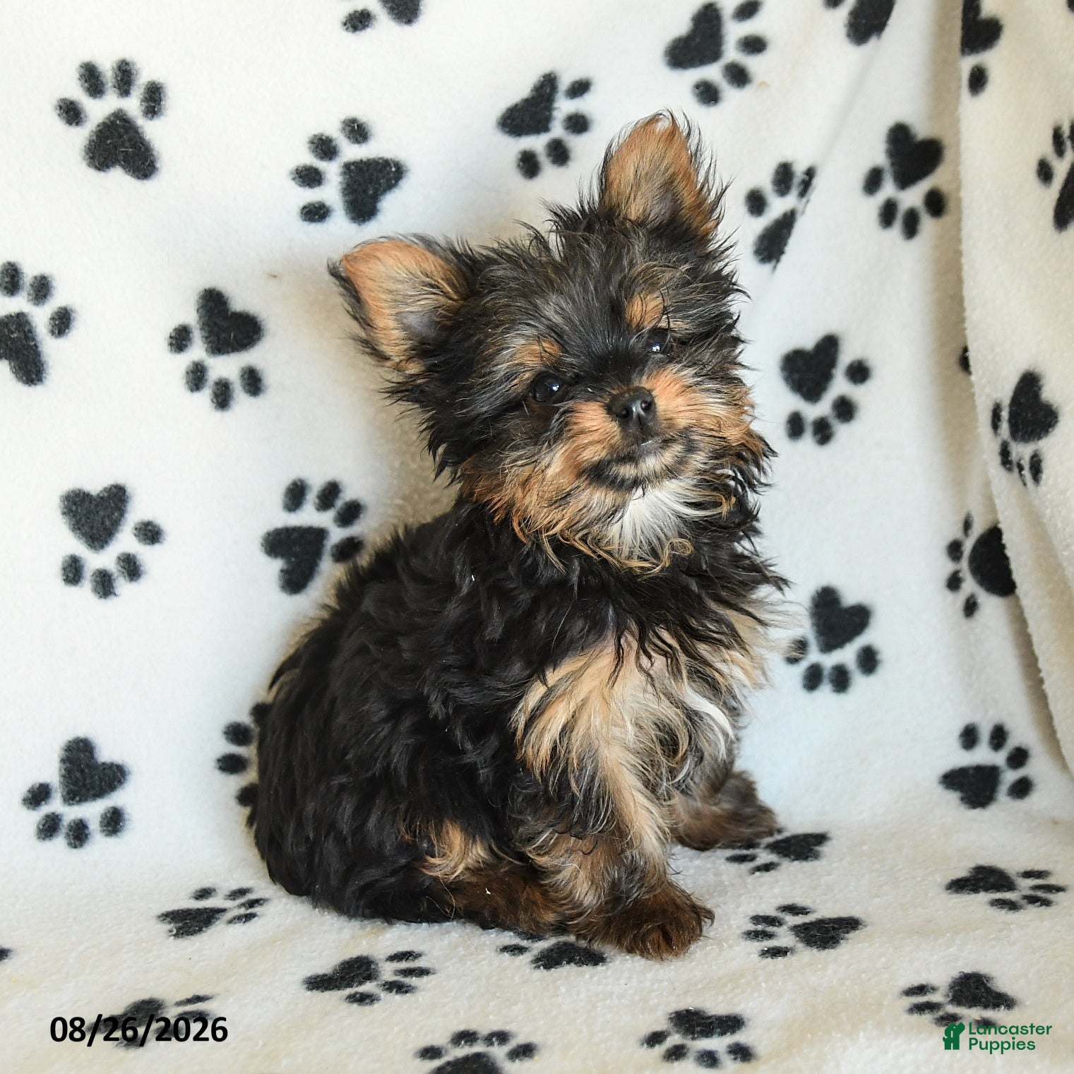 Yorkshire Terrier dogs Hamlet - Ad 1