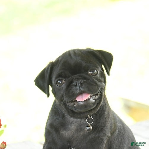 Pug dogs Wilmer - Ad 2