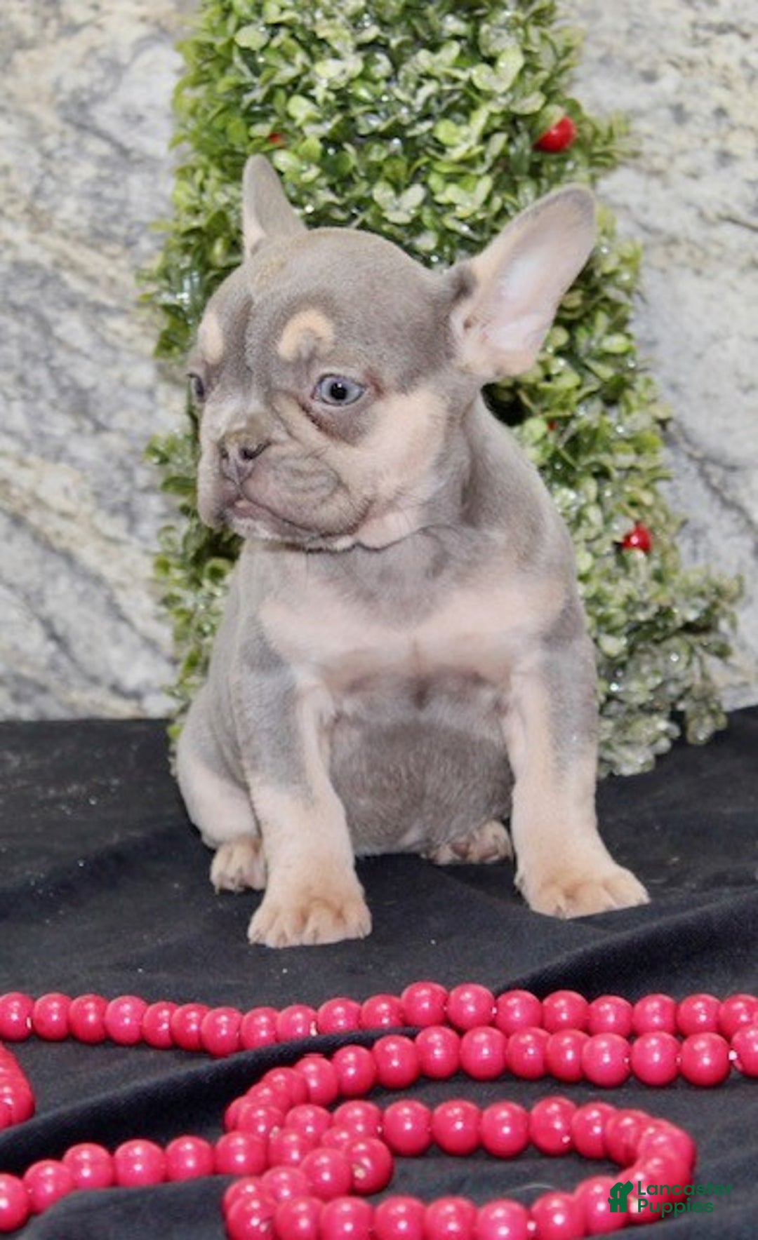 French Bulldog dogs for sale: Reba - Ad 4