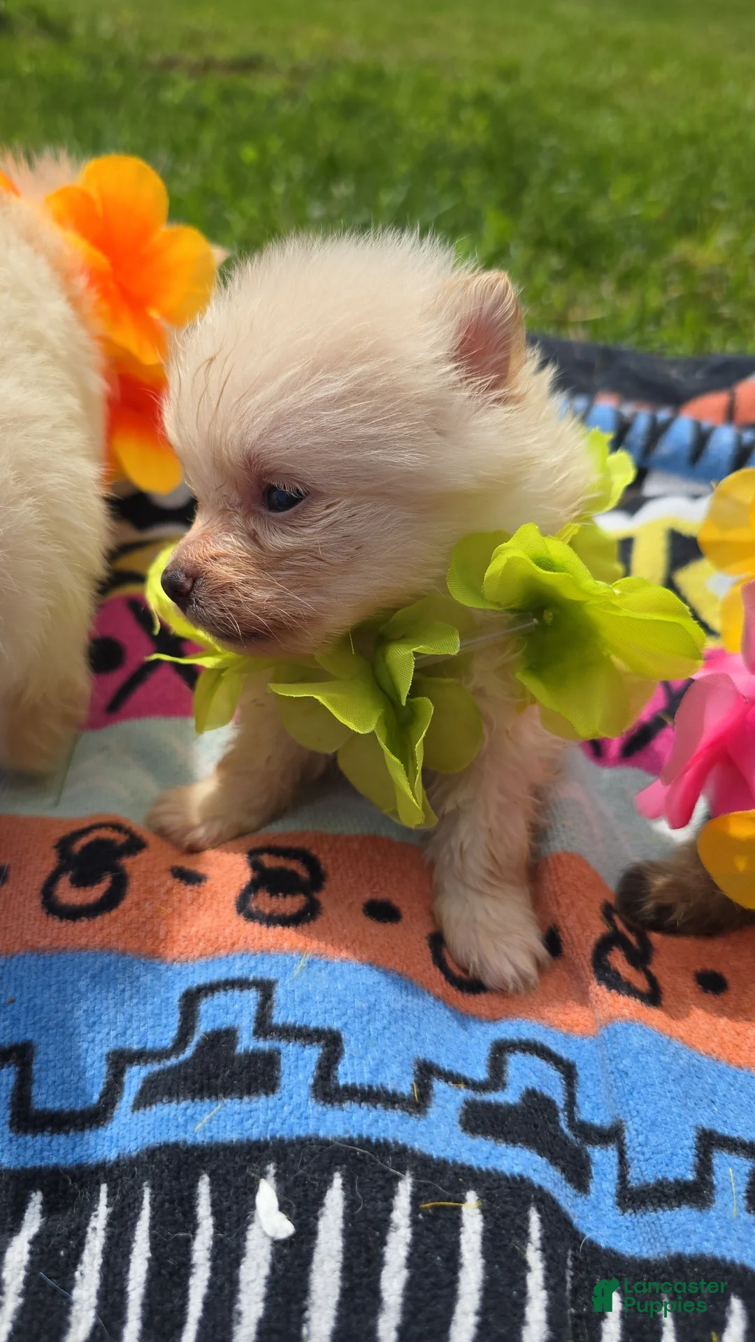 Pomeranian dogs for sale: Pomeranian Puppy 4 - Ad 2