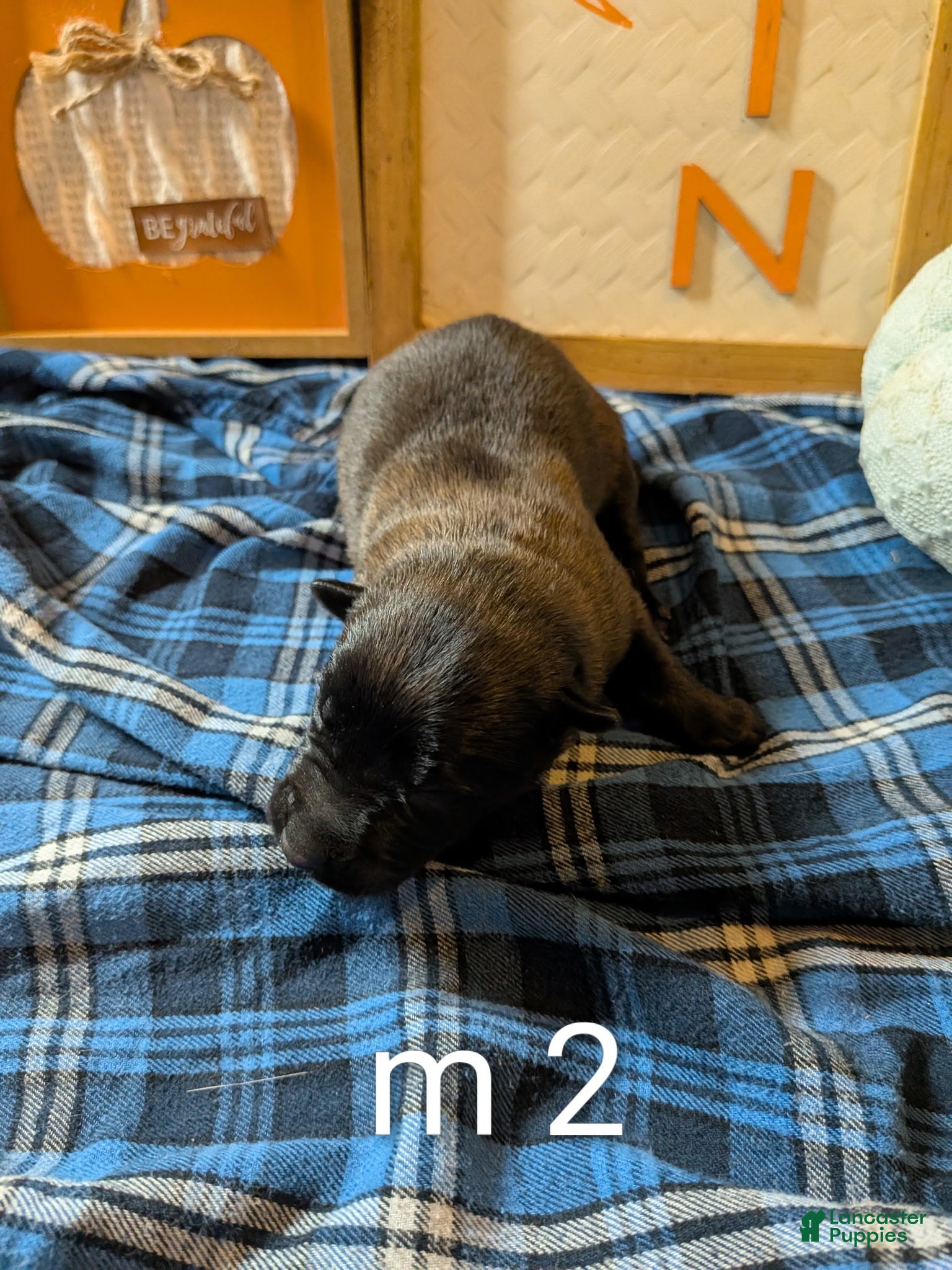 Belgian Malinois dogs Belgian Malinois Puppy 2 - Ad 29