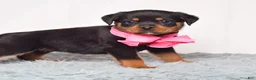 Rottweiler dogs for sale: Luna - Ad 5