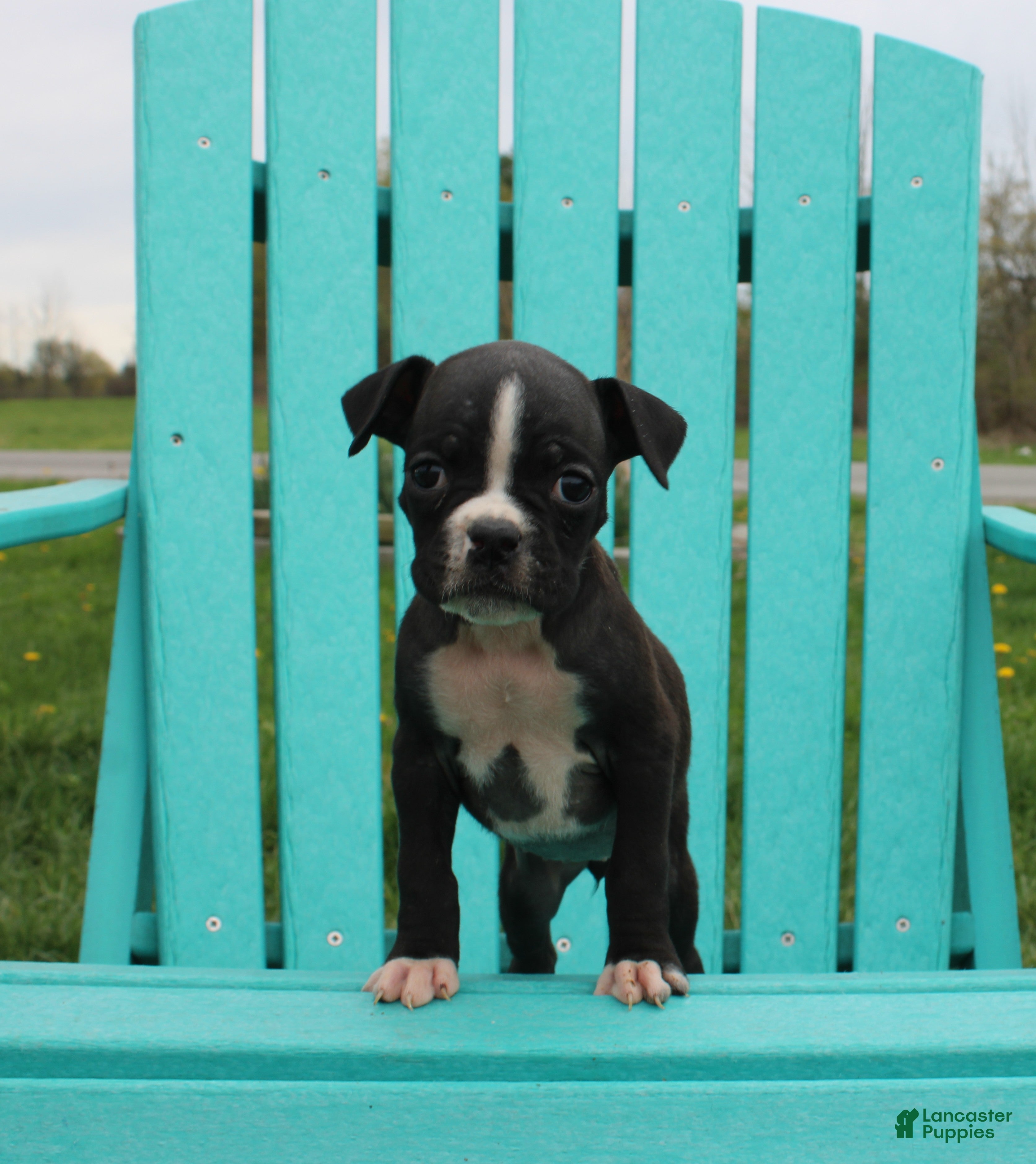 Boxer dogs Roxie - Ad 1