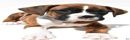 Boxer dogs for sale: Stan - Ad 2