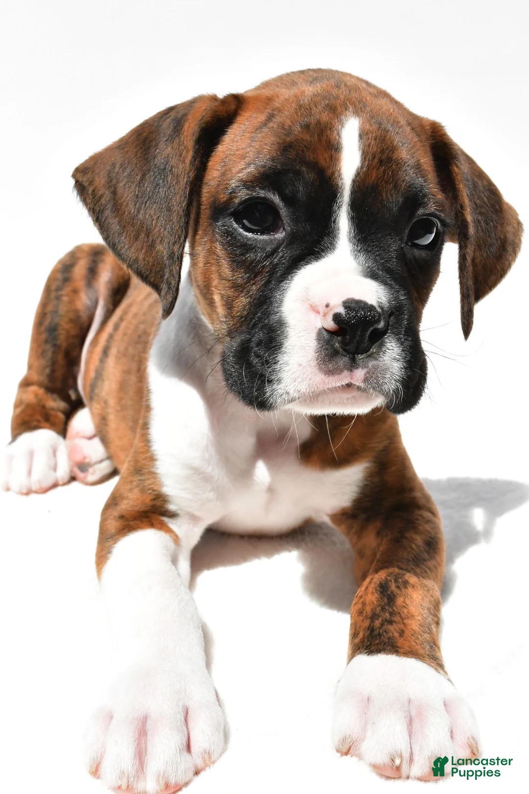 Boxer dogs for sale: Stan - Ad 2