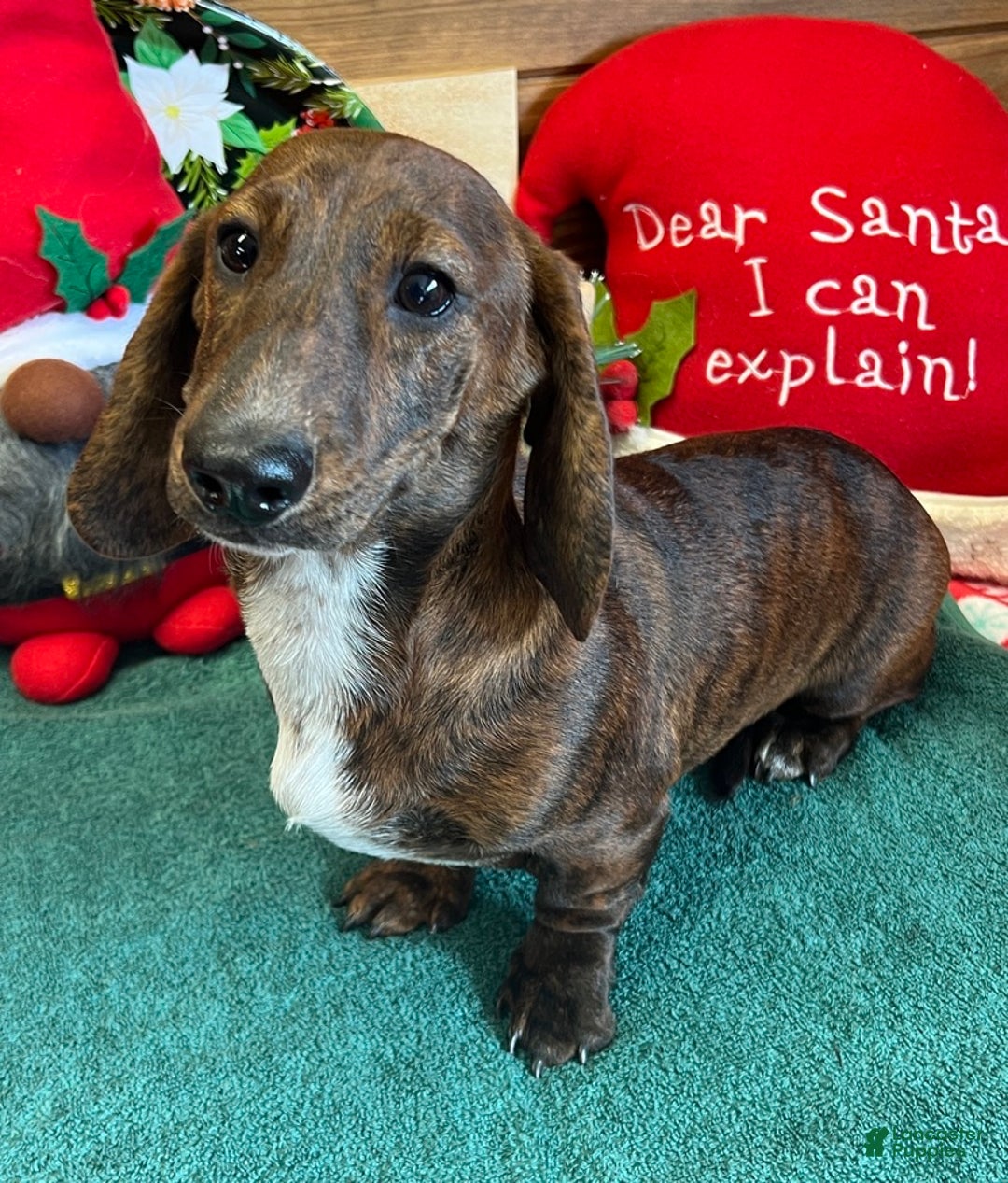 Dachshund dogs for sale: Tiger - Ad 4