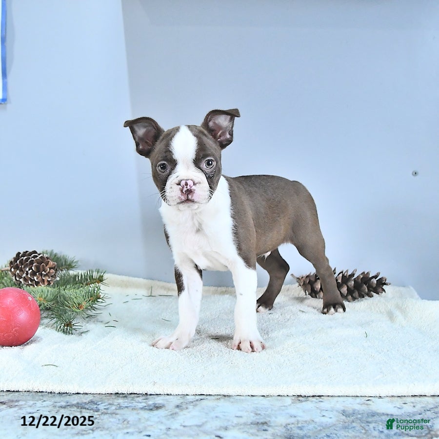 Boston Terrier dogs Archie - Ad 2