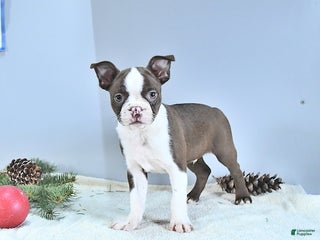 Boston Terrier dogs Archie - Ad 2