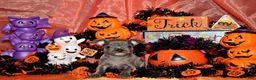 Chihuahua dogs for sale: Alani - Ad 3