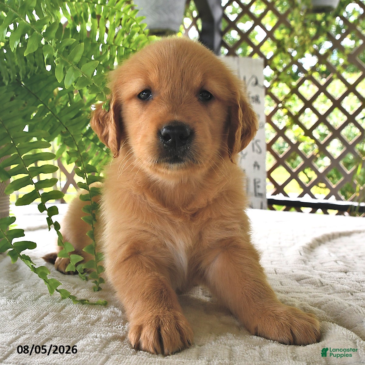 Golden Retriever dogs Goldie - Ad 2