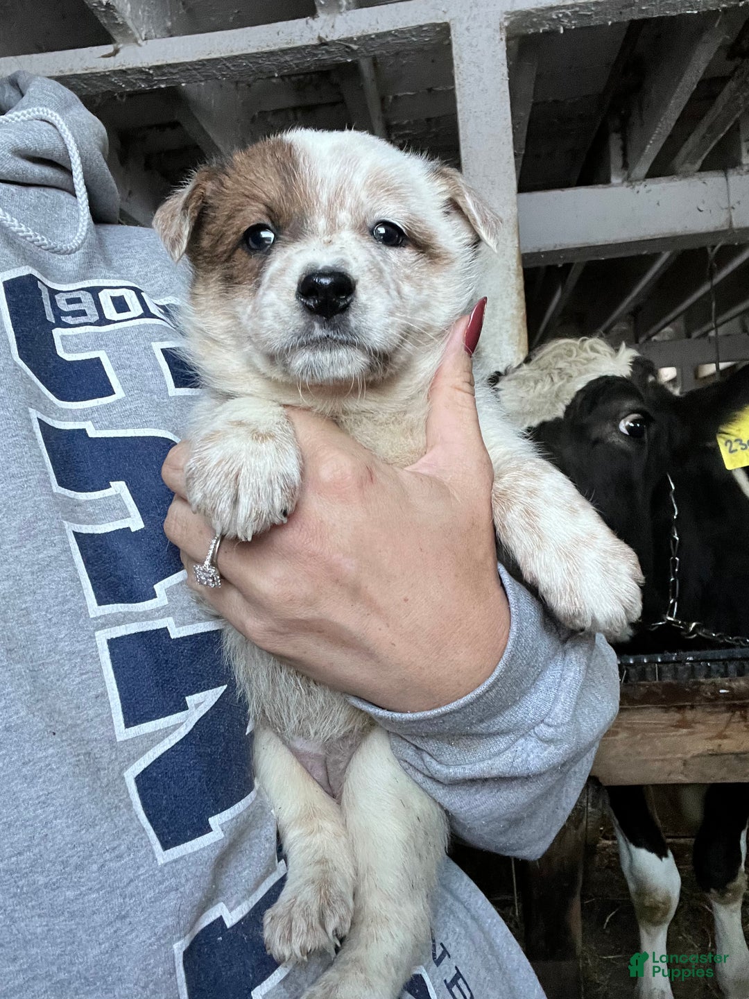 Australian Cattle Dog dogs for sale: Vixen - Ad 1