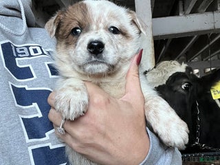 Australian Cattle Dog dogs Vixen - Ad 34