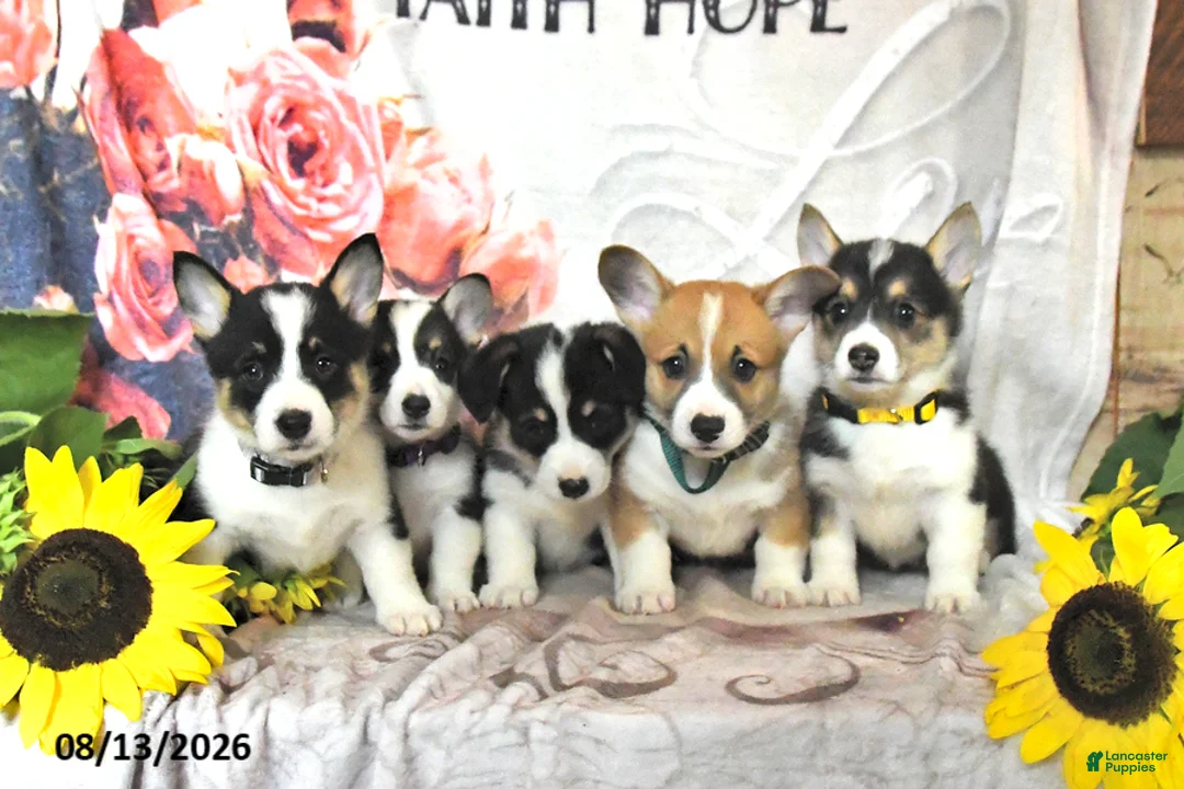 Welsh Corgi Pembroke dogs for sale: Lexi  - Ad 5