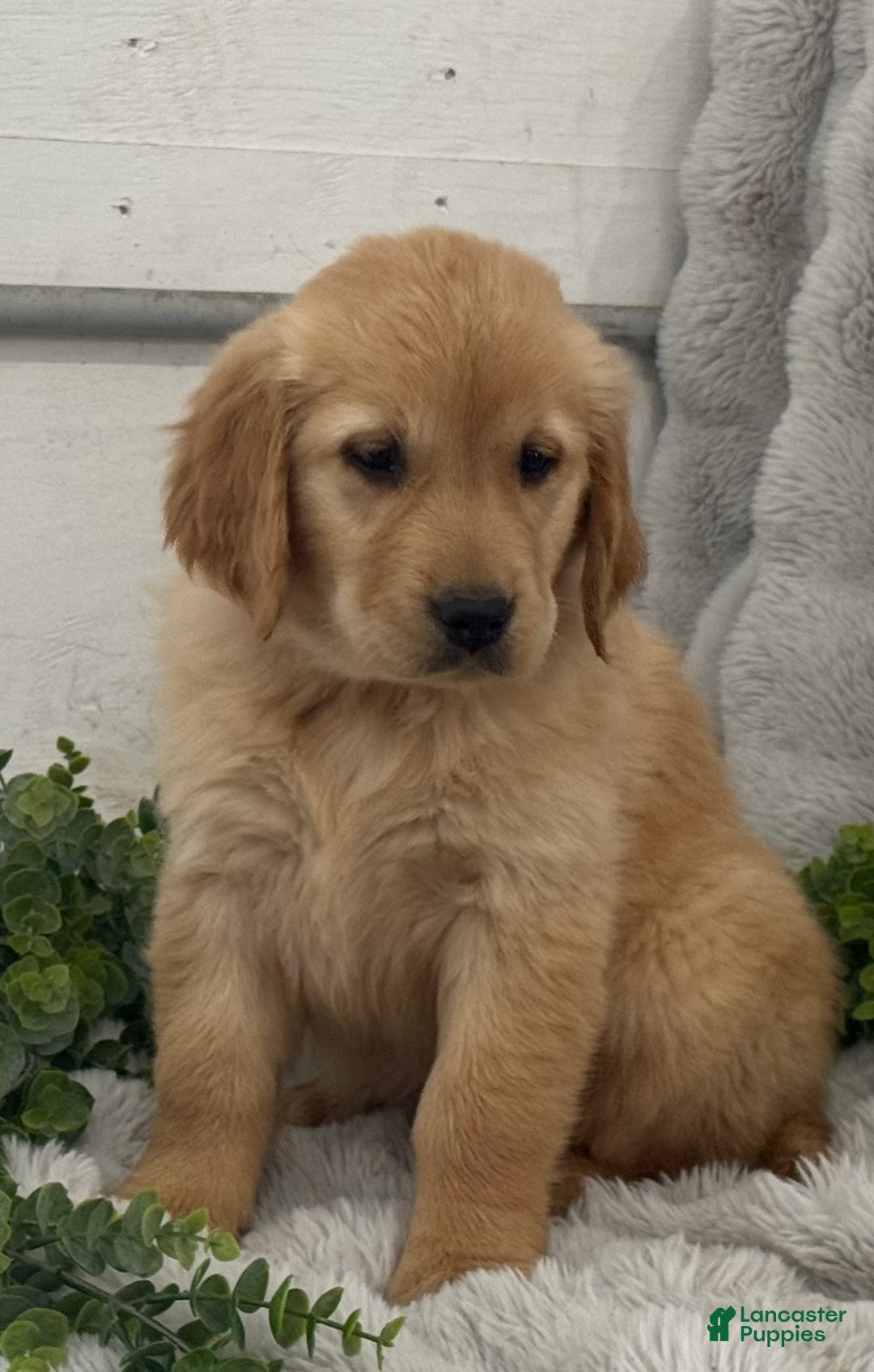 Golden Retriever dogs for sale: Merry - Ad 7