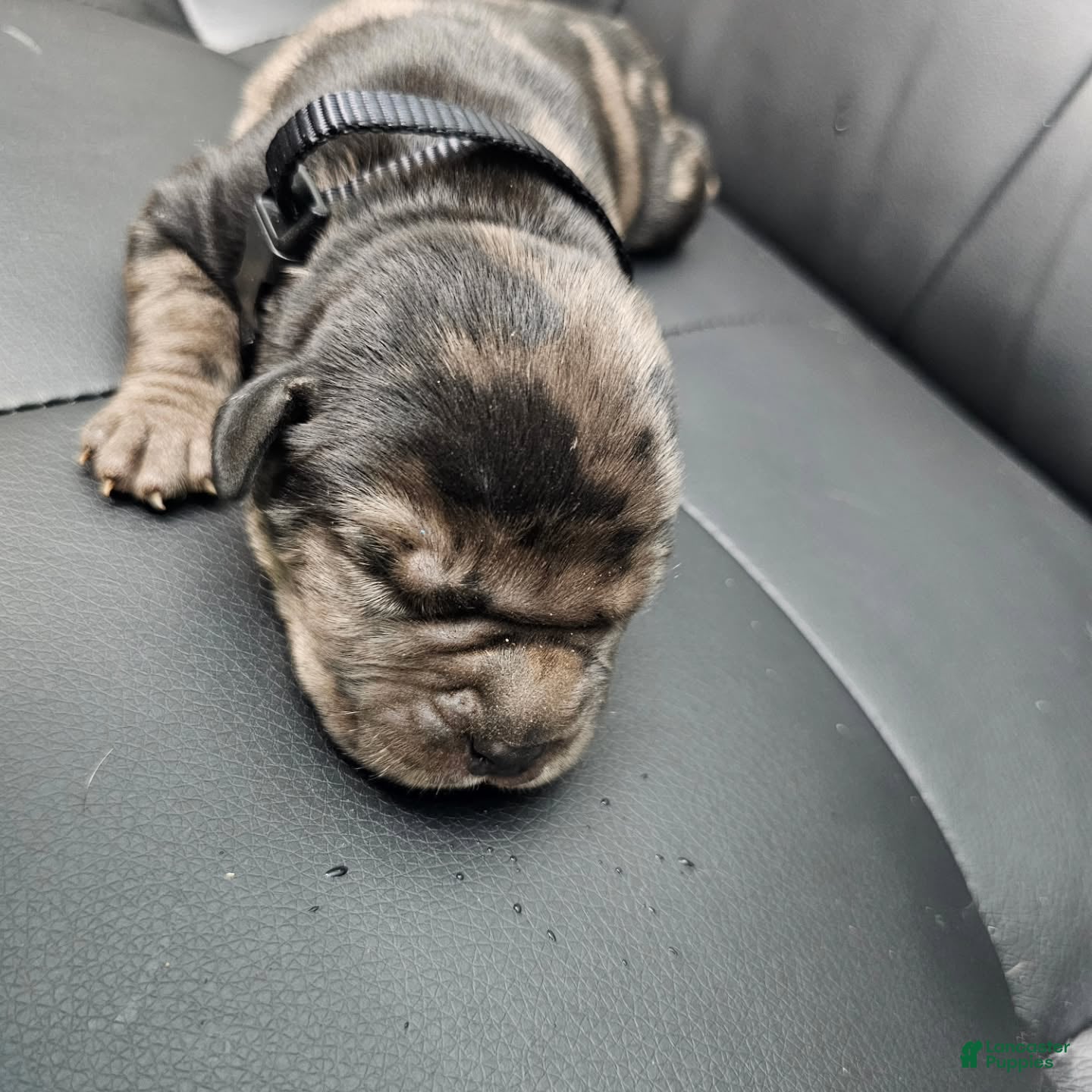 Cane Corso dogs Sentinel Soul Aston-Black Merle (North American Mastiff) - Ad 1