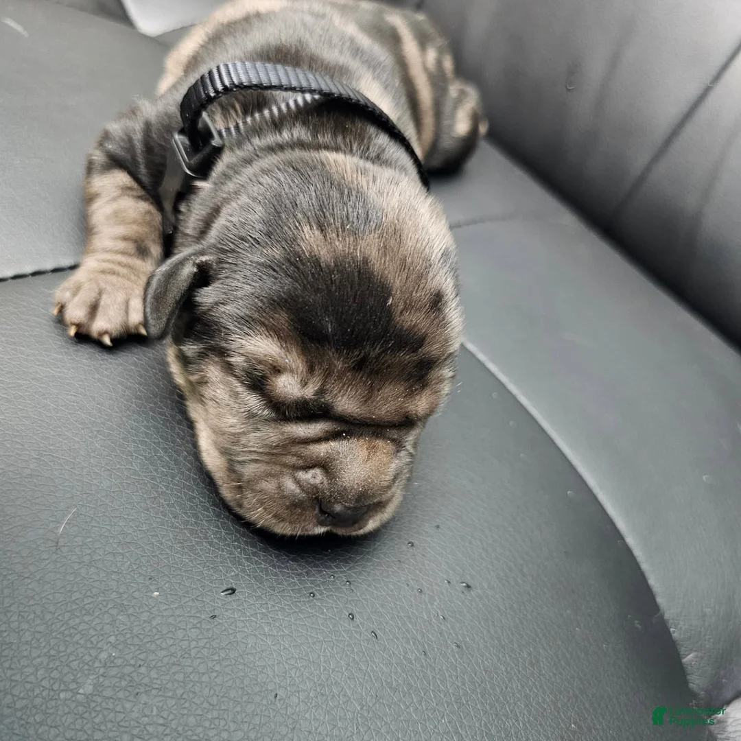 Cane Corso dogs for sale: Sentinel Soul Aston-Black Merle (North American Mastiff) - Ad 1