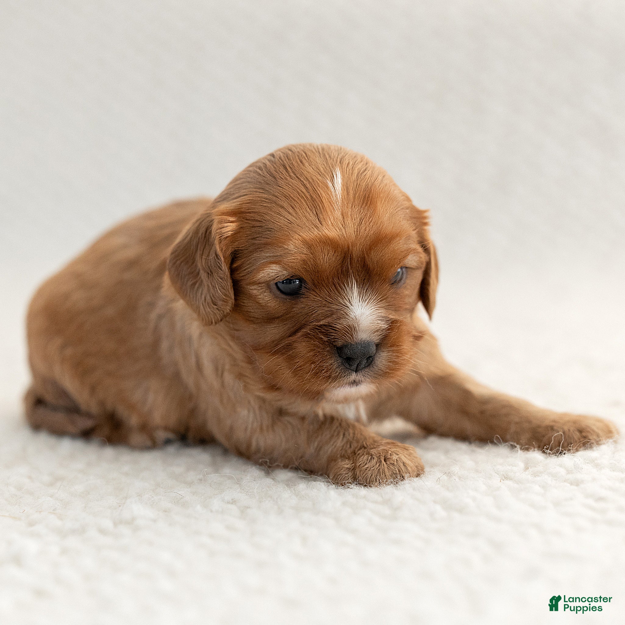 Cavalier King Charles Spaniel dogs for sale: Macy Cavalier King Charles Spaniel  - Ad 2