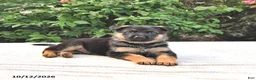 German Shepherd dogs for sale: Ash  - Ad 4