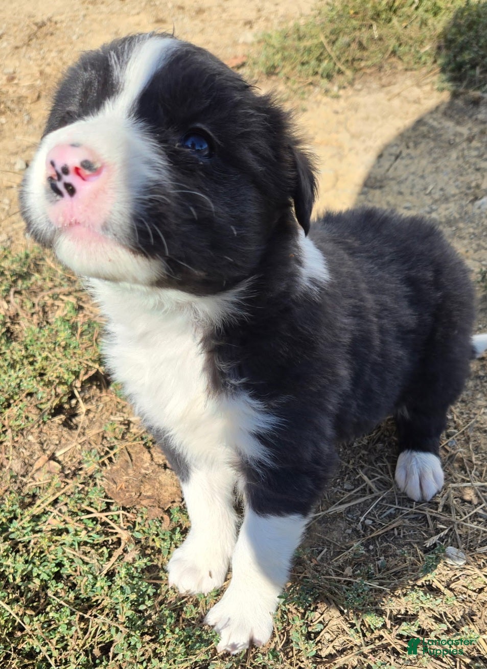 Border Collie dogs for sale: Border Collie 6 Marcy - Ad 5