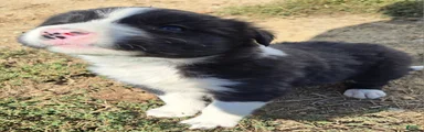 Border Collie 6 Marcy