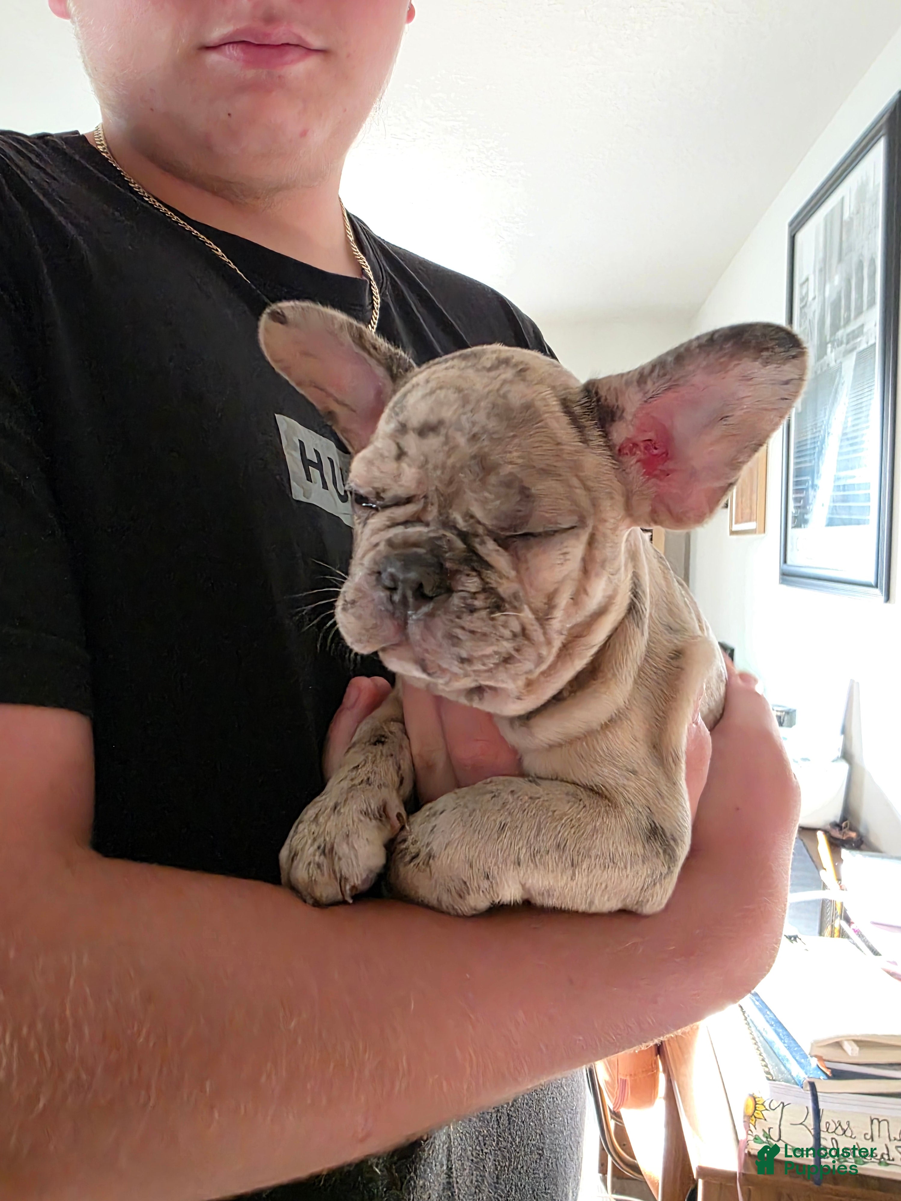French Bulldog dogs Romeo - Ad 1