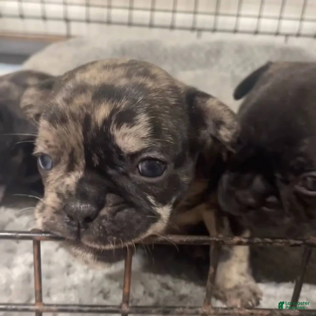 Gallery Image {{count}}