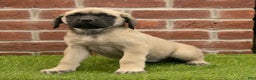 English Mastiff dogs for sale: Kate - Ad 4