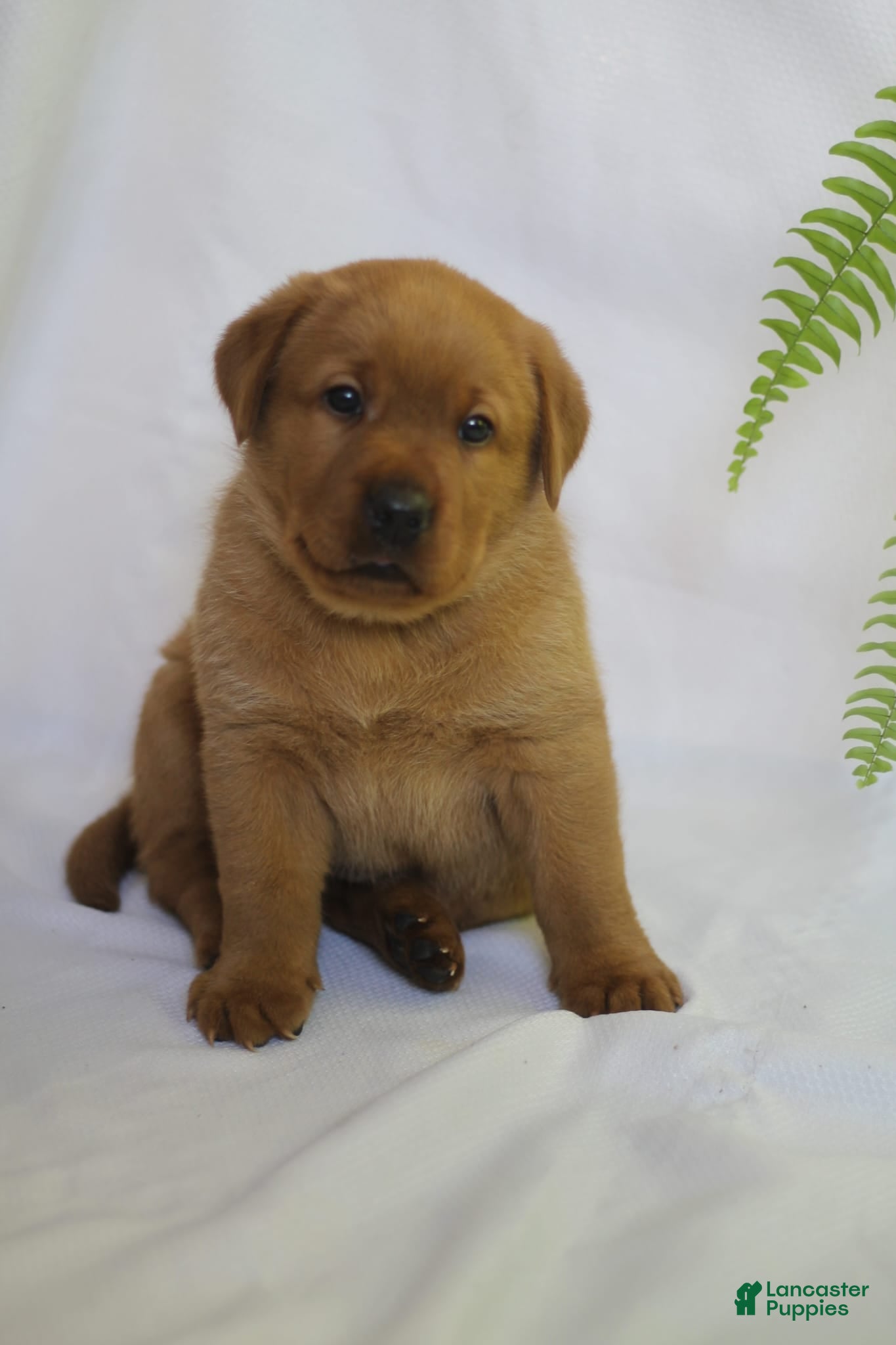 Labrador Retriever dogs Toby - Ad 27