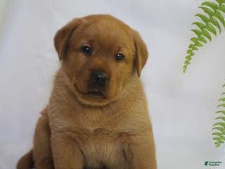 Labrador Retriever dogs Toby - Ad 2