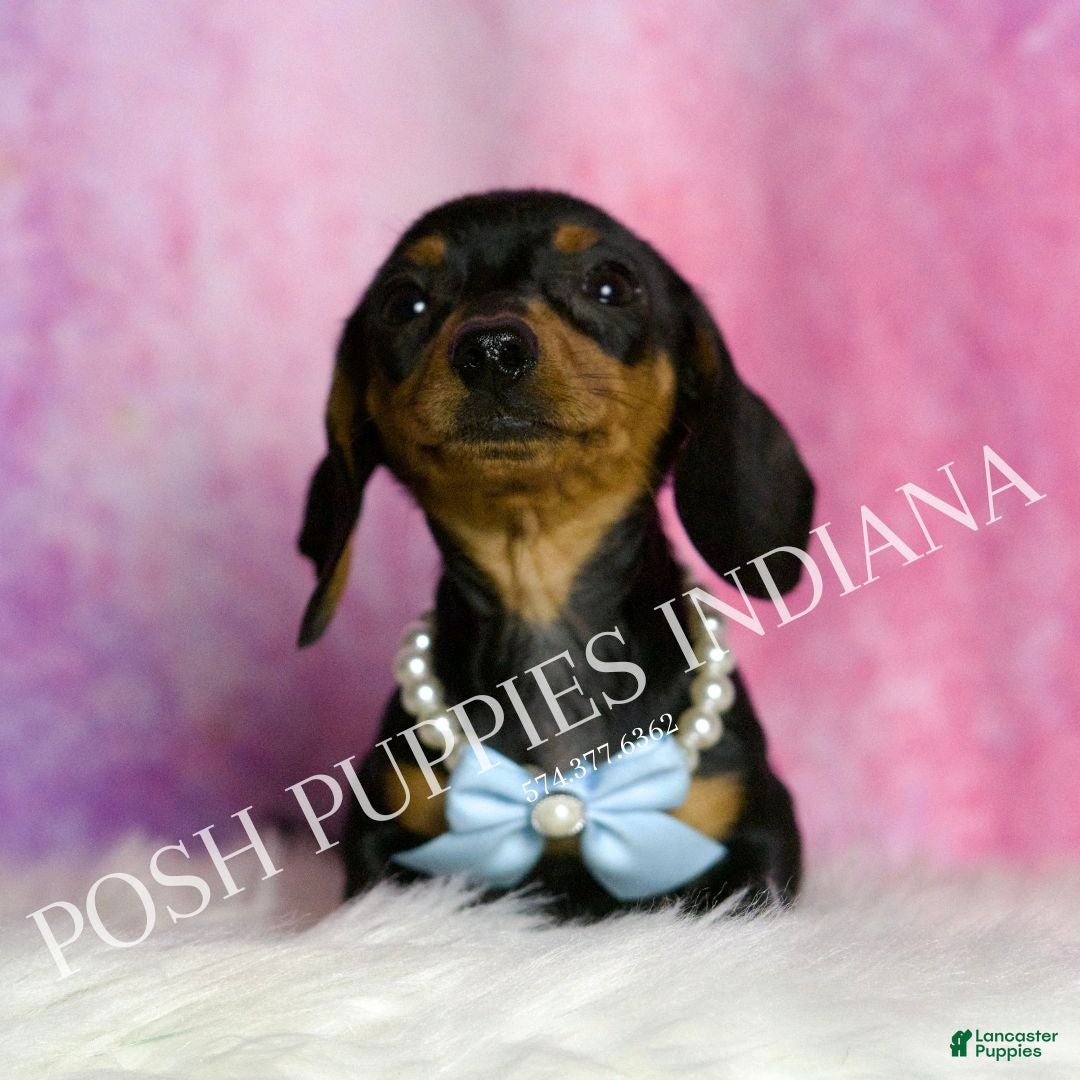 Miniature Dachshund dogs for sale: Slinkie - Ad 4