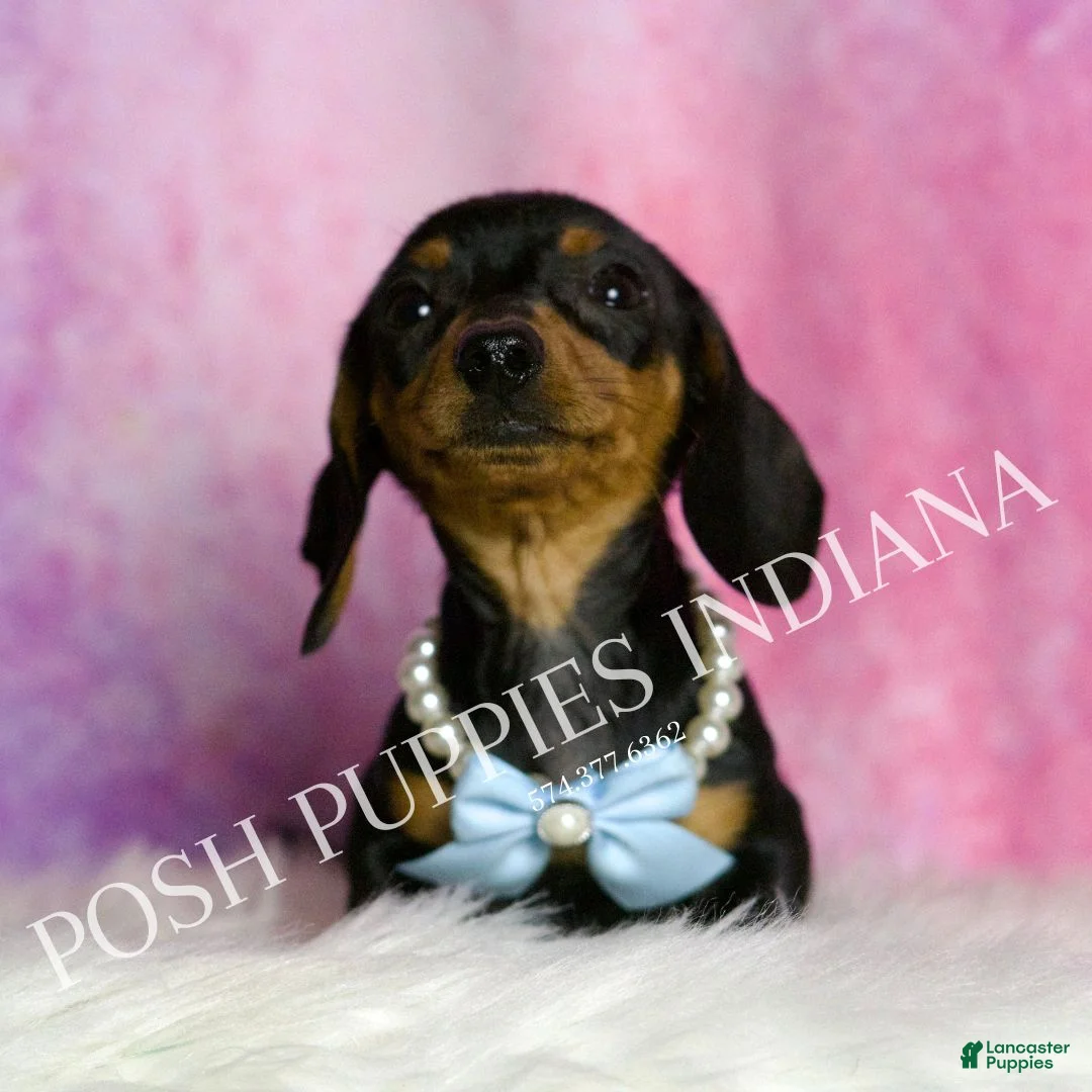 Miniature Dachshund dogs for sale: Slinkie - Ad 4