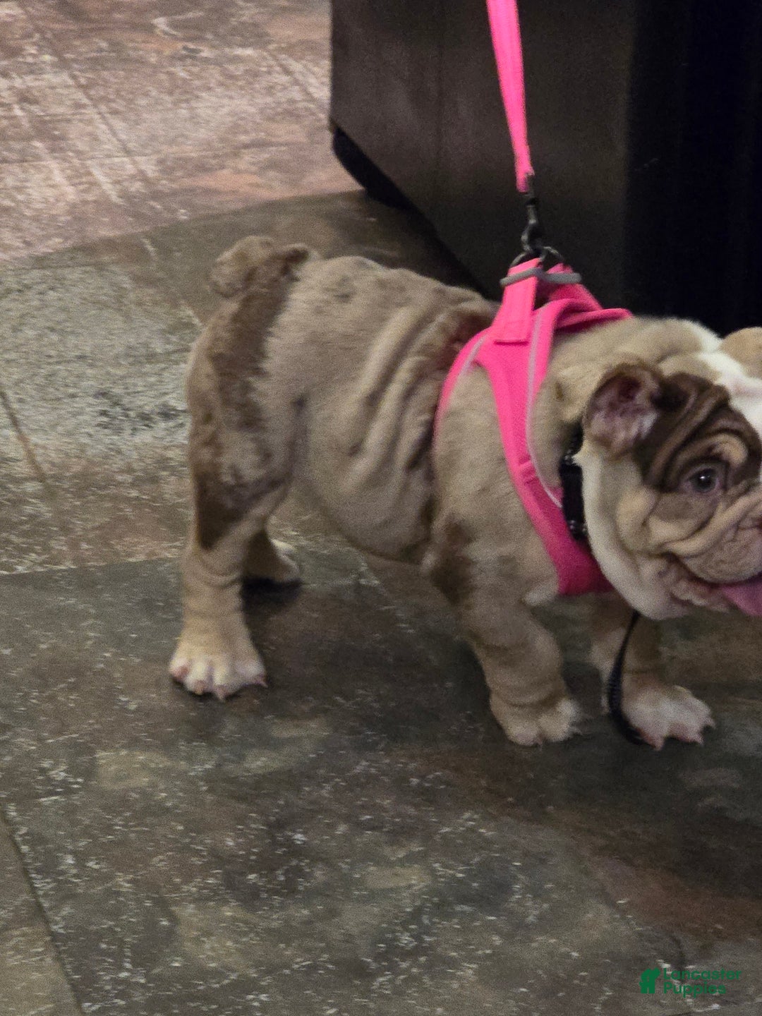 English Bulldog dogs for sale: Chloe - Ad 13
