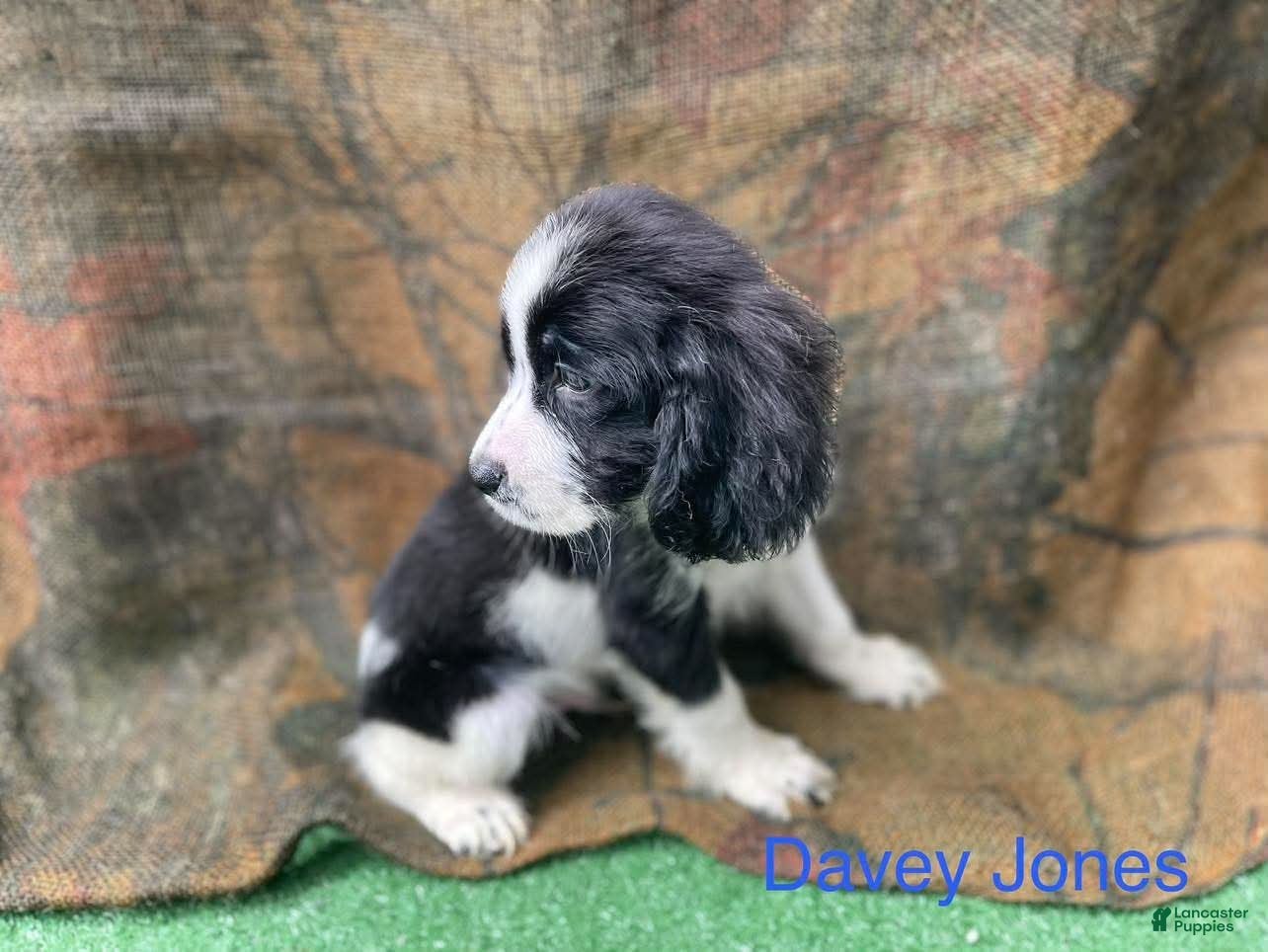 English Springer Spaniel dogs for sale: Davey Jones  - Ad 15