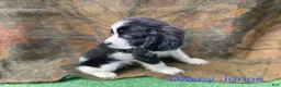 English Springer Spaniel dogs for sale: Davey Jones  - Ad 1