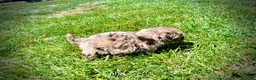 Havapoo dogs for sale: Innocent - Ad 14