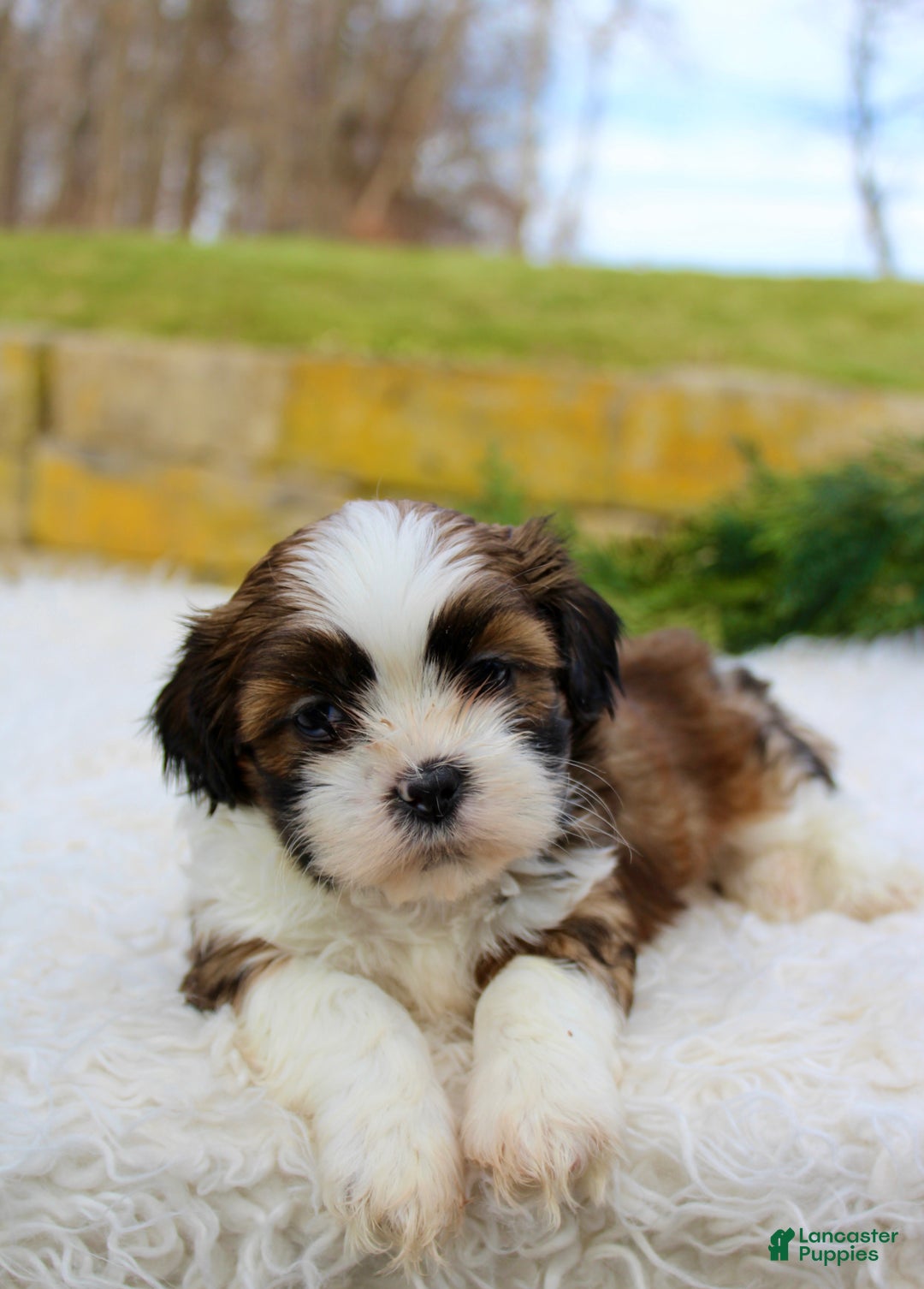 Shih Tzu dogs for sale: Shih Tzu Puppy 3 - Ad 1