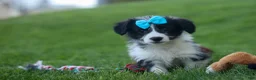 Corgipoo dogs for sale: NELSON - Ad 13