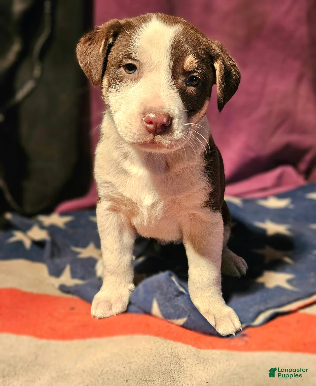 Border Collie dogs for sale: CeeCee (Blue Eyes) - Ad 12