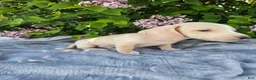 Dachshund dogs for sale: Dexter - Ad 7