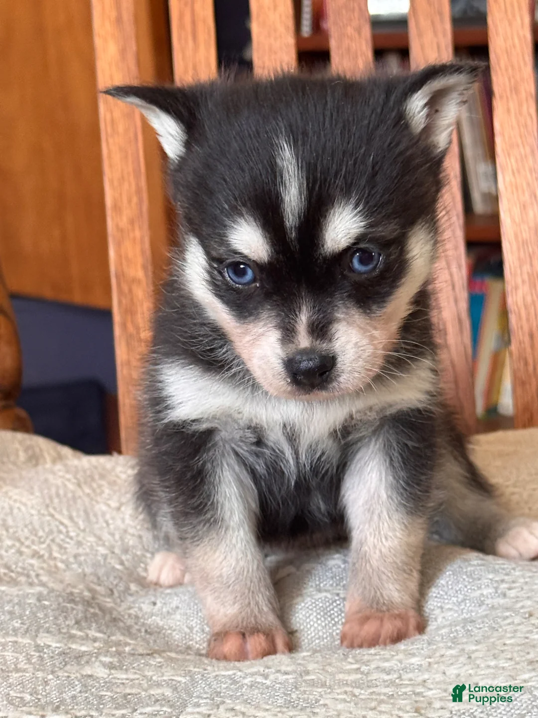 Alaskan Klee Kai dogs for sale: Alaskan Klee Kai Puppy 2 - Ad 2