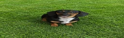 Miniature Dachshund dogs for sale: Suzies Chocolate boy. Hand Delivery  - Ad 8