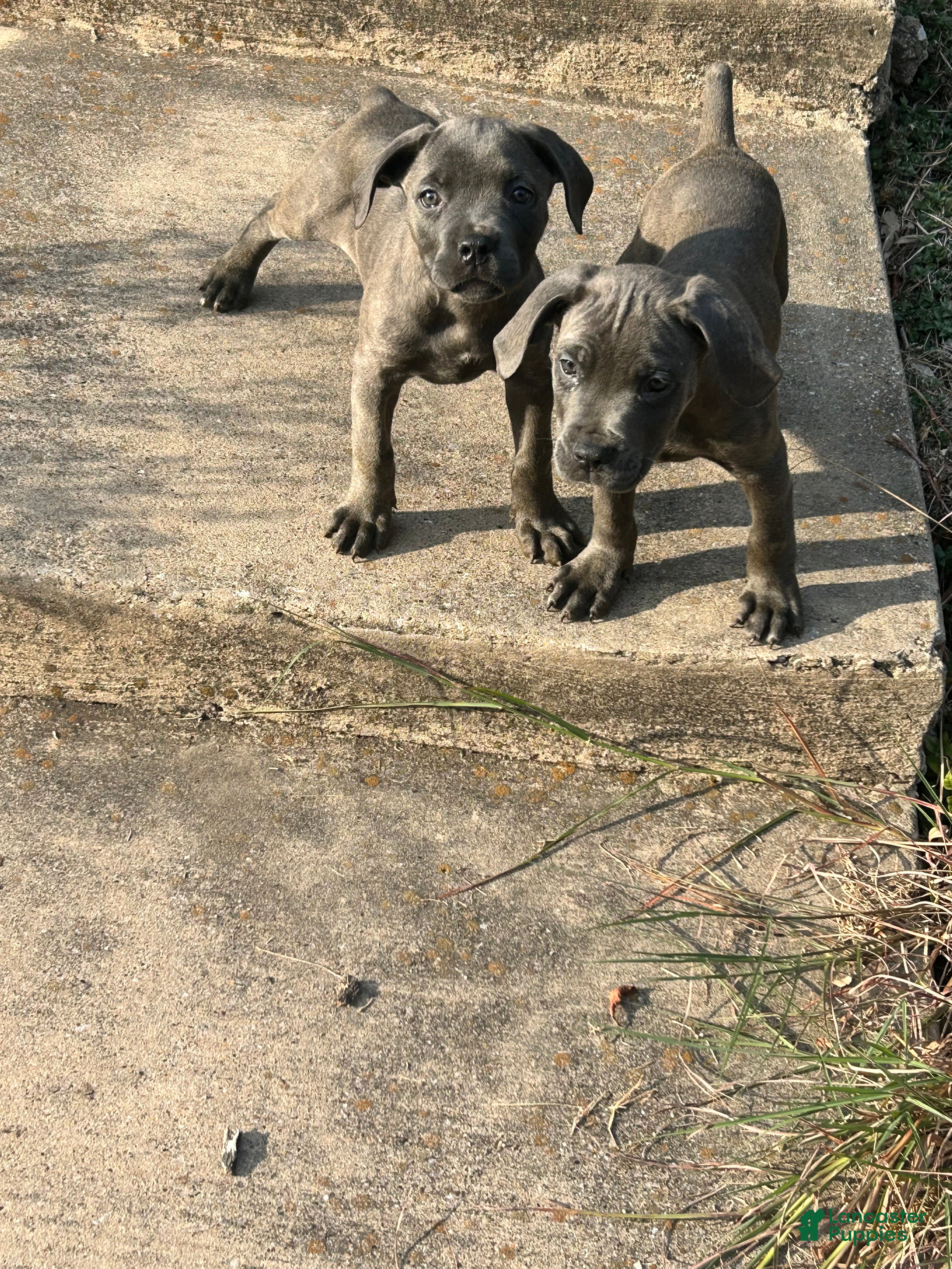 Cane Corso dogs Cane Corso 4 - Ad 40