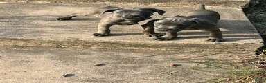 Cane Corso 4