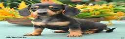 Dachshund dogs for sale: Tess - Ad 5